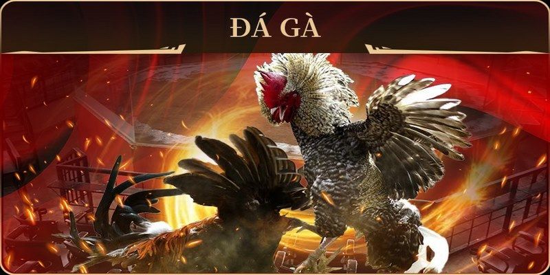 1888bet đá gà trực tiếp campuchia