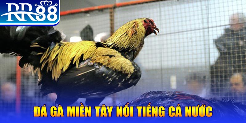 1888bet đá gà 88